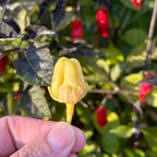 White 7 Pot Bubblegum Pepper Seeds -   20+ Hot Pepper Seeds
