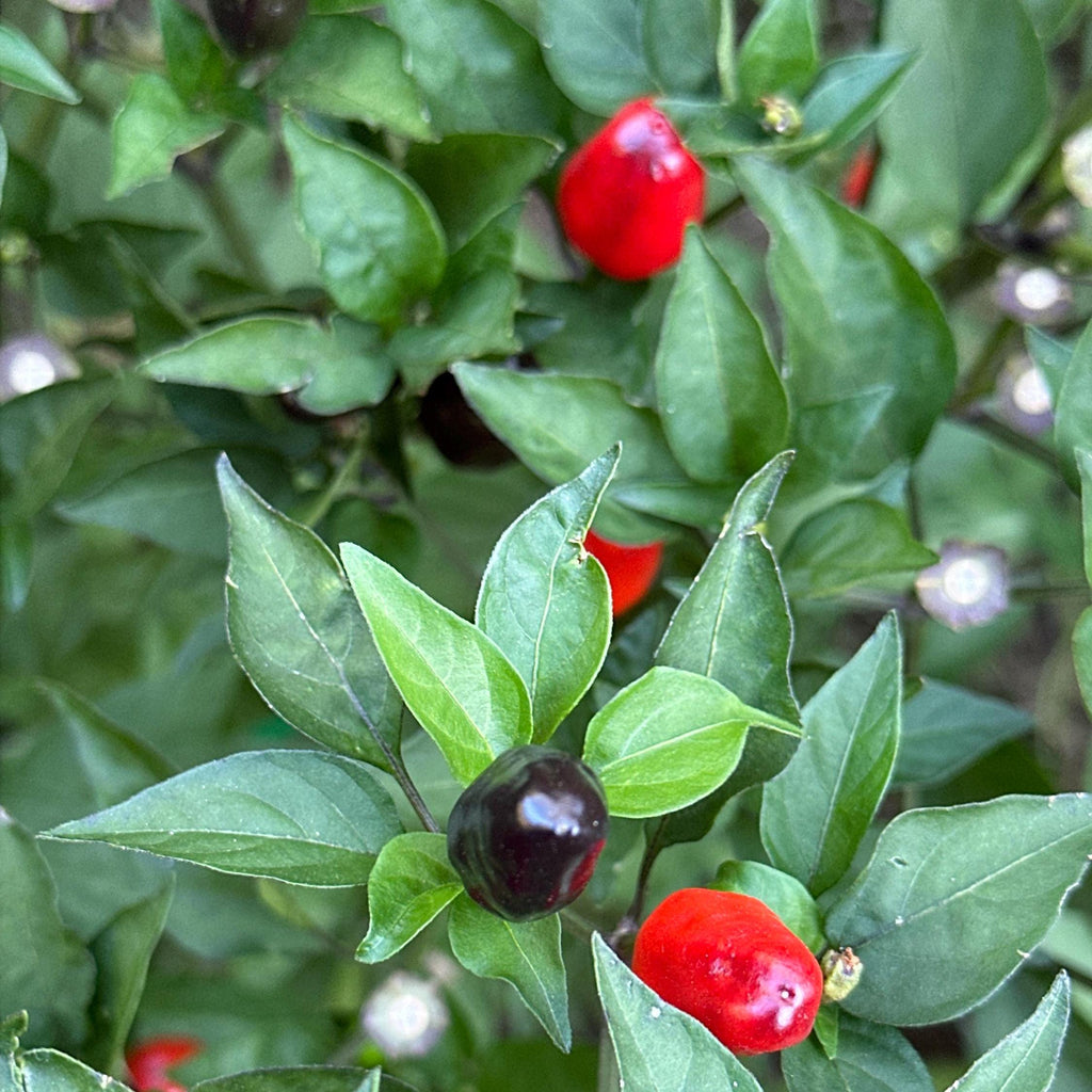 Purple Wild Brazil Cross F2 Seeds - Hot Pepper (20+ Seeds)