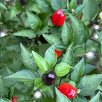 Purple Wild Brazil Cross F2 Seeds - Hot Pepper (20+ Seeds)