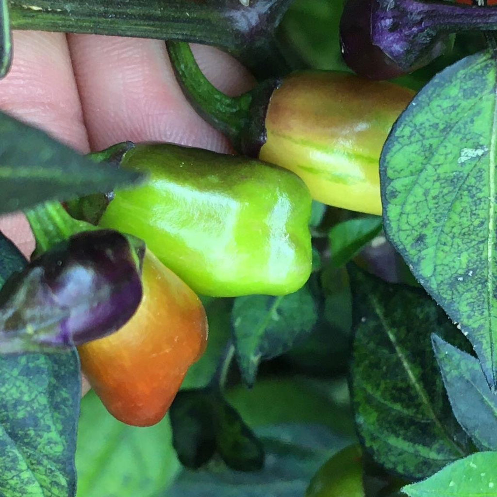 Variegated Jigsaw Pepper Seeds -   20+ Pepper Seeds