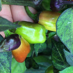 Variegated Jigsaw Pepper Seeds -   20+ Pepper Seeds