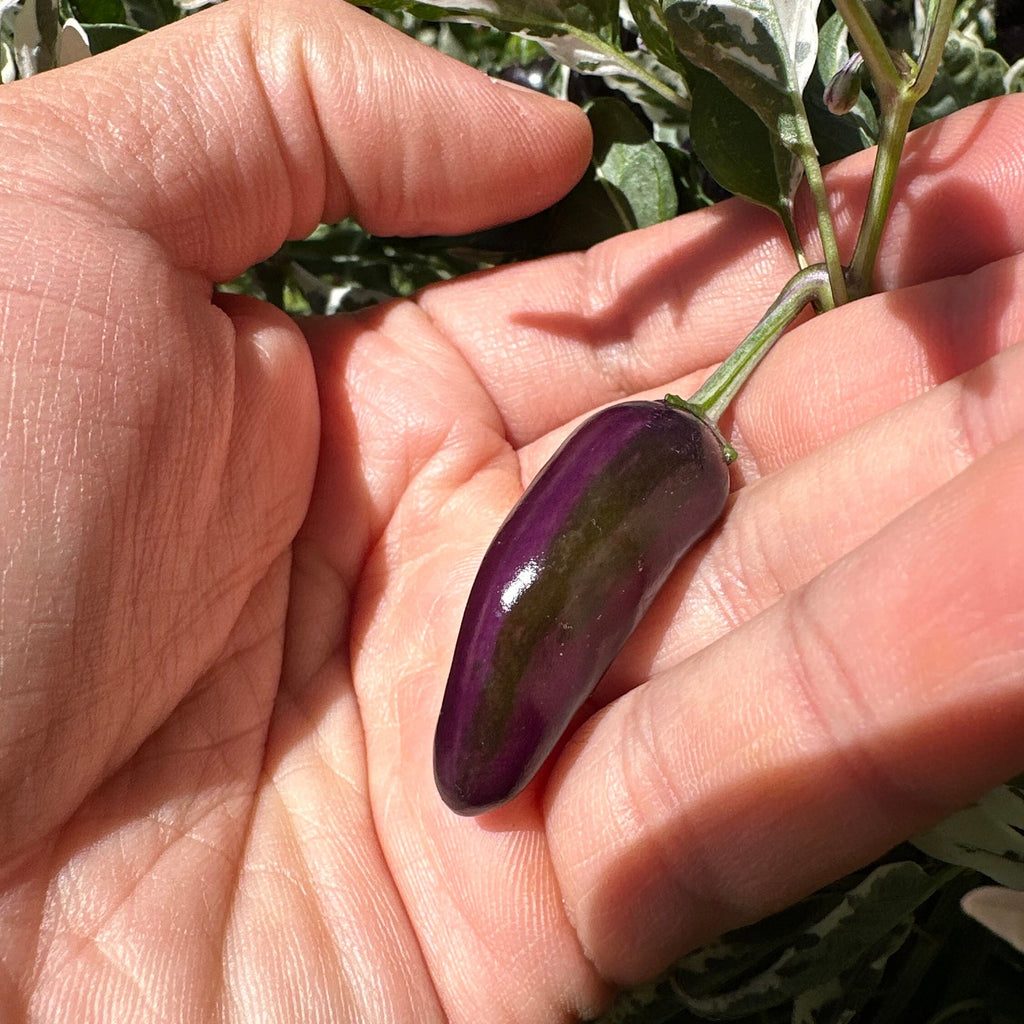 Purple Cacho White Leaf Pepper Seeds -   20+ Pepper Seeds
