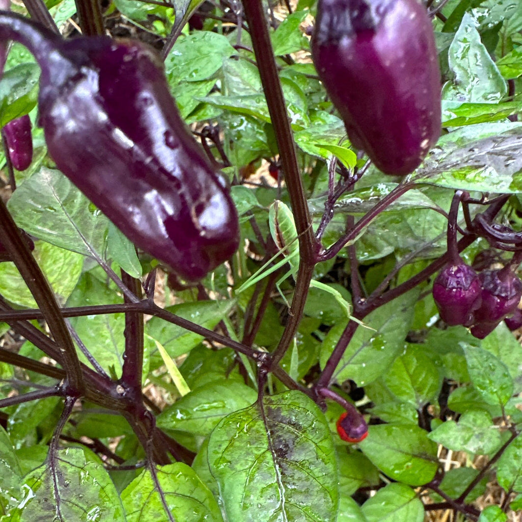 Black Tongue Scorpion Pepper -   20+ Pepper Seeds