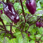 Black Tongue Scorpion Pepper -   20+ Pepper Seeds