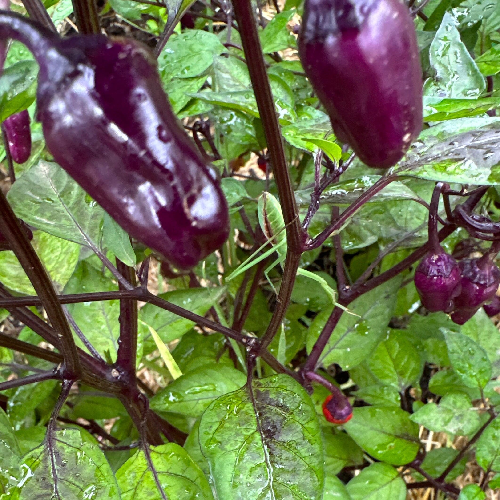 Black Tongue Scorpion Pepper -   20+ Pepper Seeds