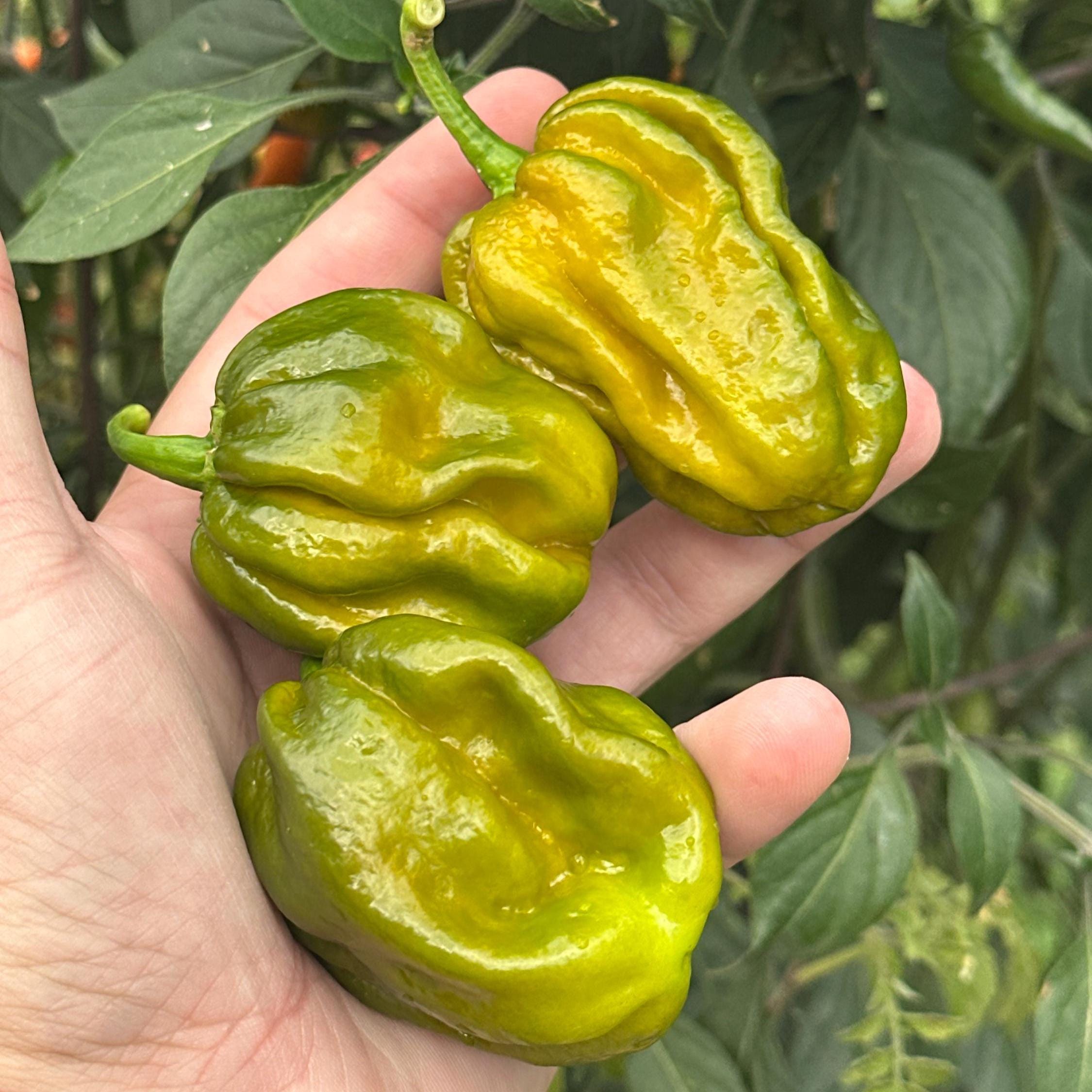 7 Pot Evergreen Pepper Seeds - 20+ Super-Hot Capsicum Chinense