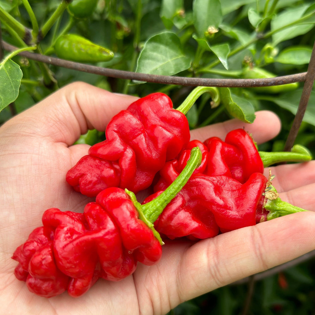 Zou-Pi Pepper Seeds - 20+ Hot Pepper Seeds
