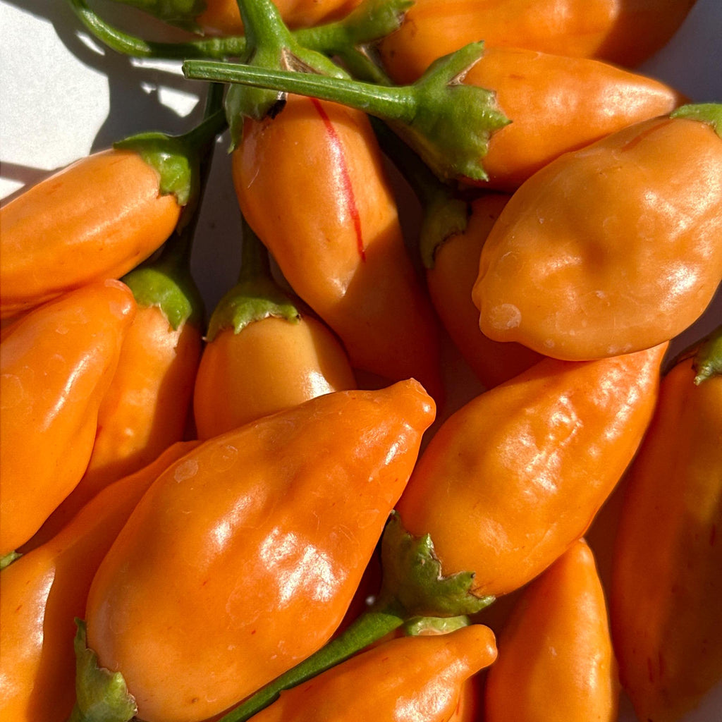 Big Inca Orange Drop F3 Pepper Seeds -   20+ Pepper Seeds