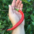 Corbaci Pepper Seeds – Turkish Sword, Sweet & Crunchy (20+ Seeds)
