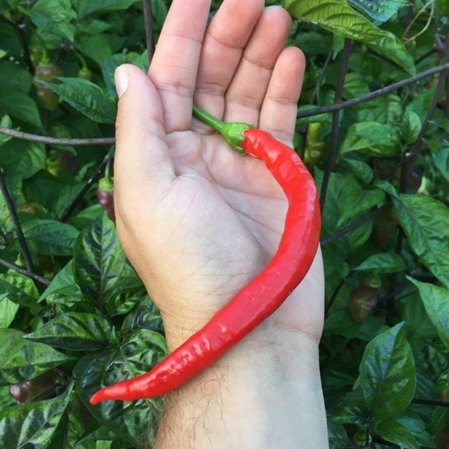 Corbaci Pepper Seeds – Turkish Sword, Sweet & Crunchy (20+ Seeds)