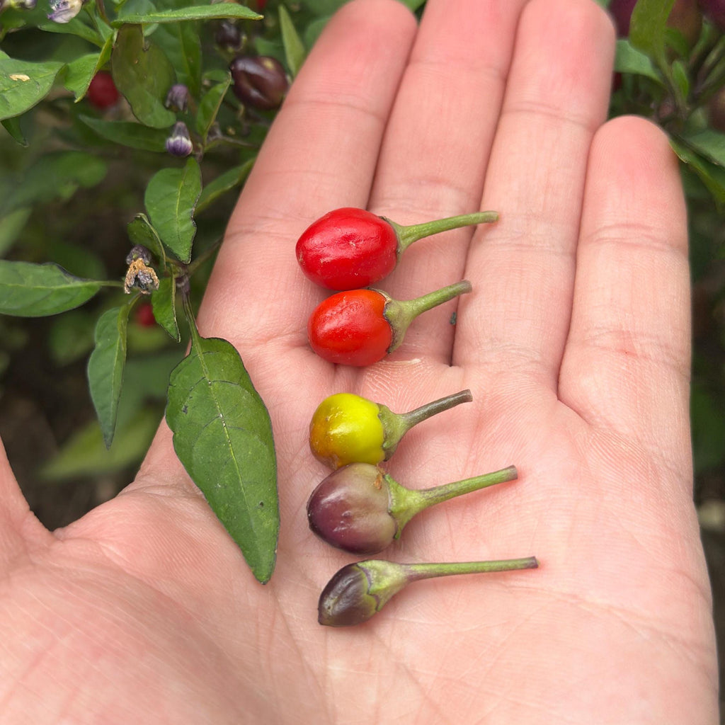 Filius Blue Pepper Seeds: Colorful Hot Peppers (20+ Seeds)