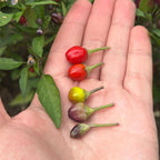 Filius Blue Pepper Seeds: Colorful Hot Peppers (20+ Seeds)