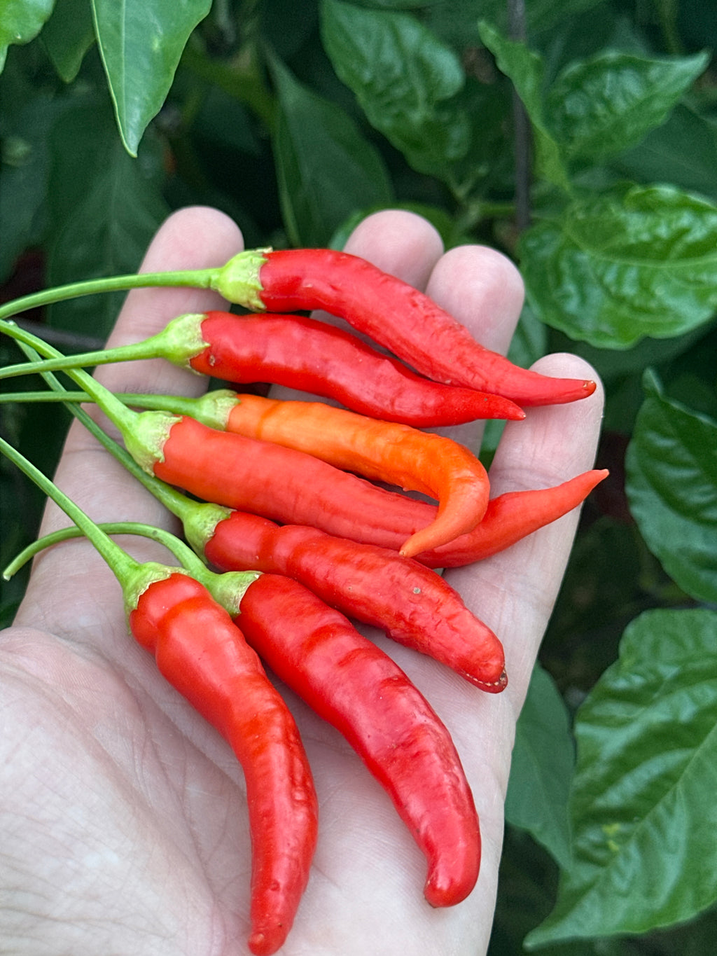 Big Inca Red Drop pepper Seeds -   20+ Pepper Seeds