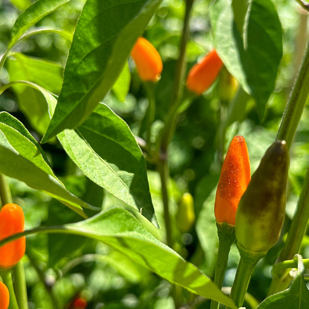 Tree Habanero Pepper Seeds - 20+ Hot, Open Pollinated Seeds