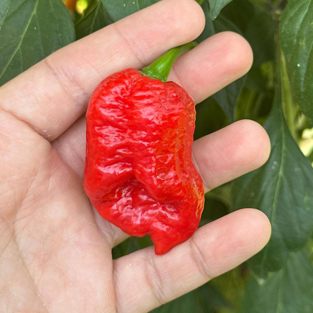 Jamaican Habanero Cross F3 Pepper Seeds - 20+ Hot Seeds