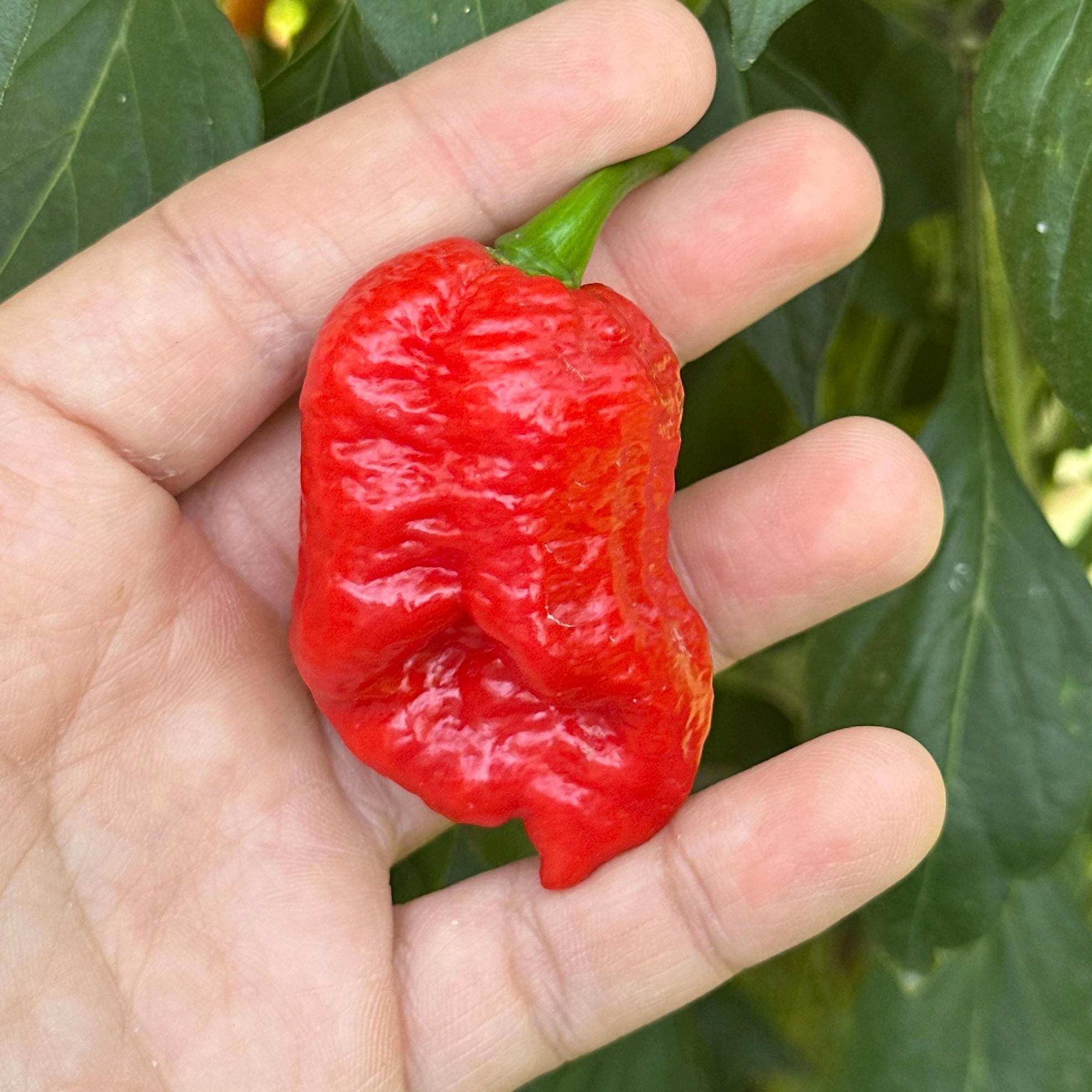 Jamaican Habanero Cross F3 Pepper Seeds - 20+ Hot Seeds