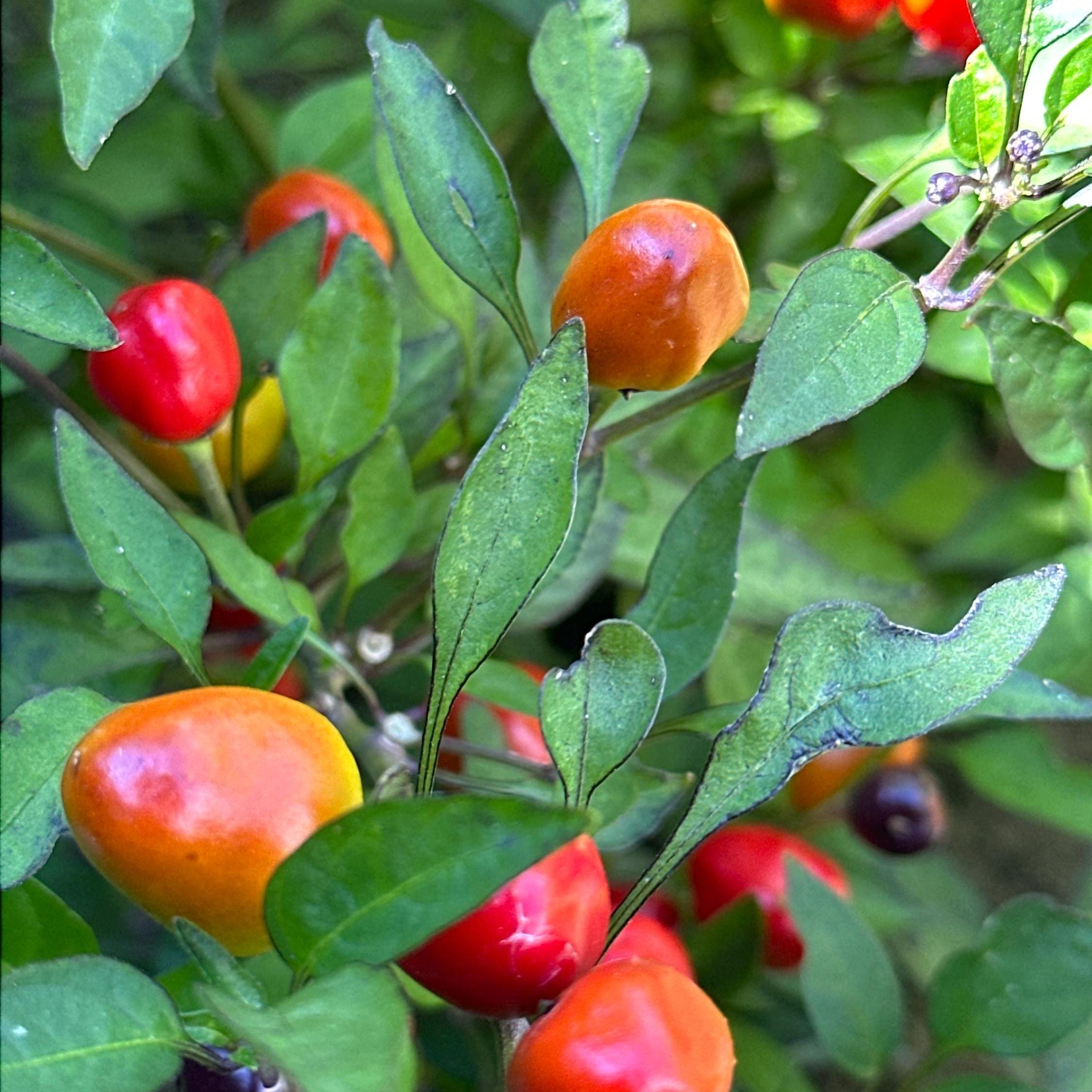 Filius Blue Pepper Seeds: Colorful Hot Peppers (20+ Seeds)