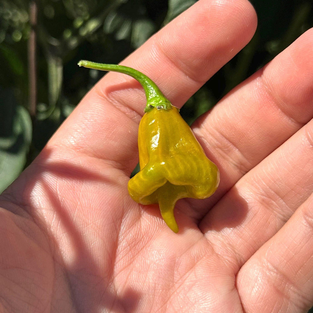 Pointed Mustard Habanero Pepper Seeds -   20+ Hot Pepper Seeds