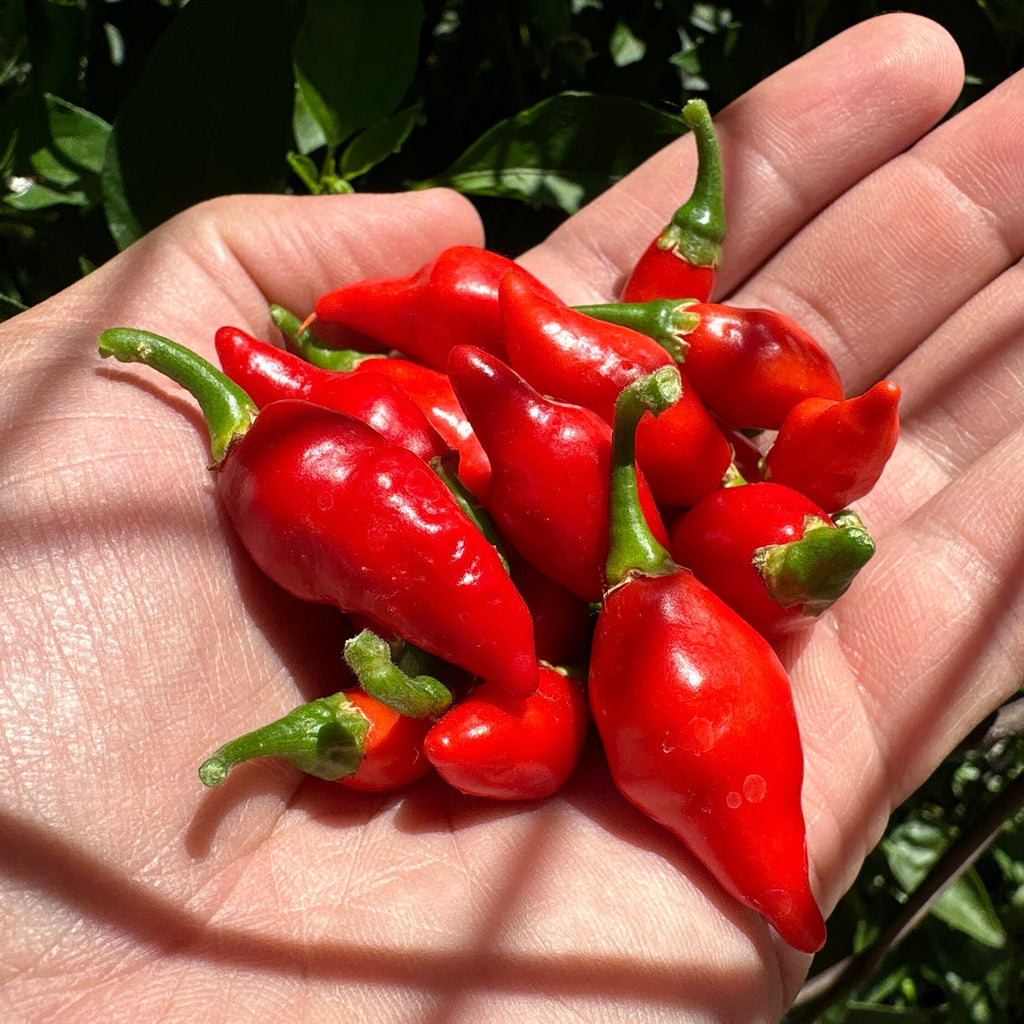 Biquinho X F3 Pepper Seeds: Hot & Fruity (20+ Seeds)