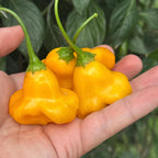 Aji Fantasy Orange -   20+ Pepper Seeds