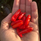 Pequin Purple Cross F2 Pepper Seeds – Hot, Open Pollinated (20+ Seeds)