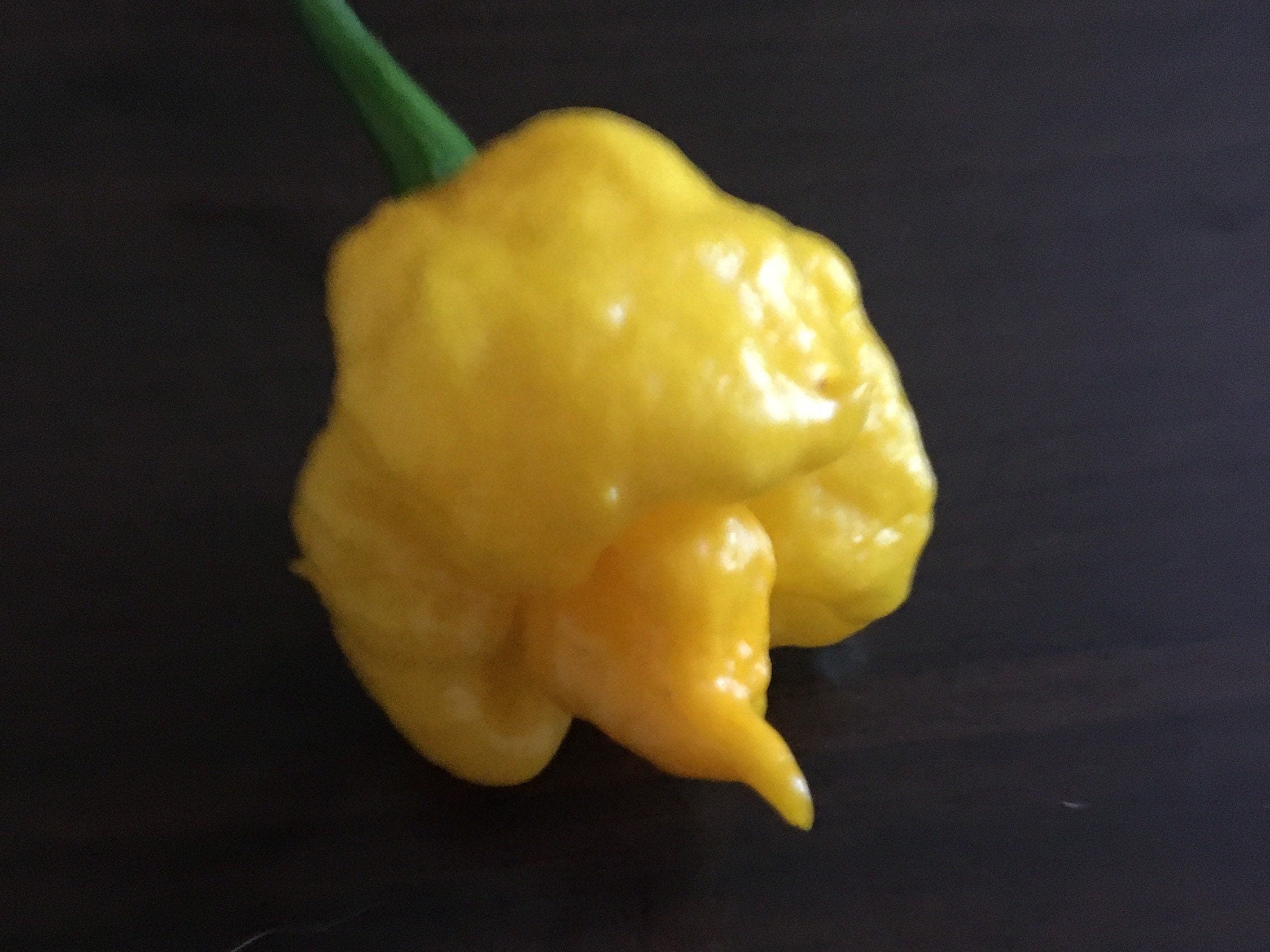 Superhot Pepper Seed Variety Pack: 25+ Unlabeled Mixed Rare Seeds