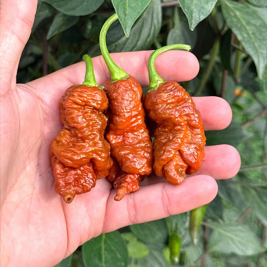 Svarog Chocolate F3 Pepper Seeds - 20+ Super Hot