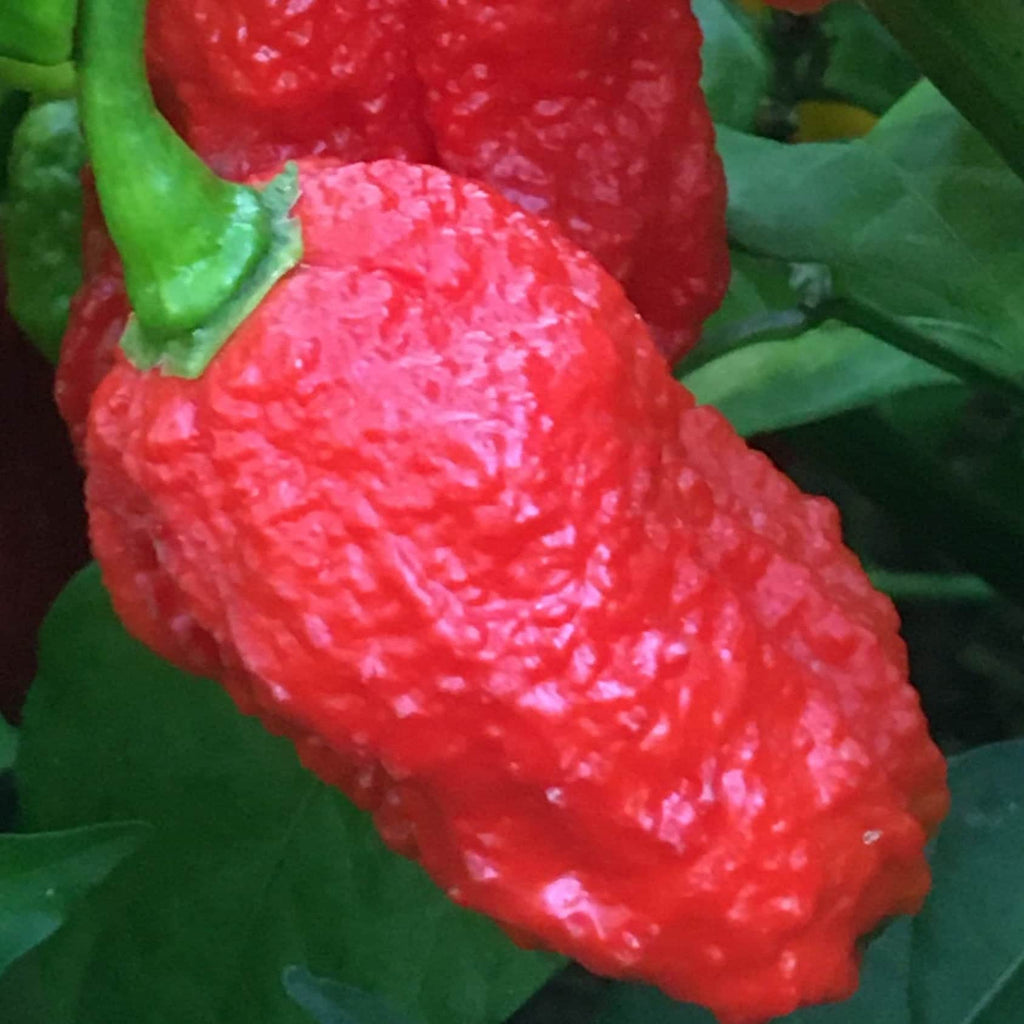 7 - Pack Pepper Seed Combo Deal - 140+ Pepper Seeds
