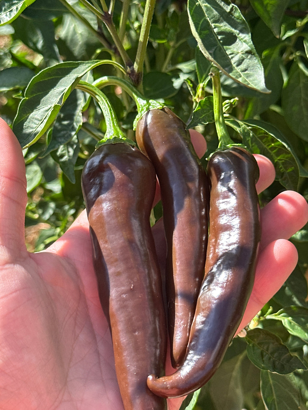 Chocolate Bananapeno  Pepper Seeds -   20+ Hot Pepper Seeds