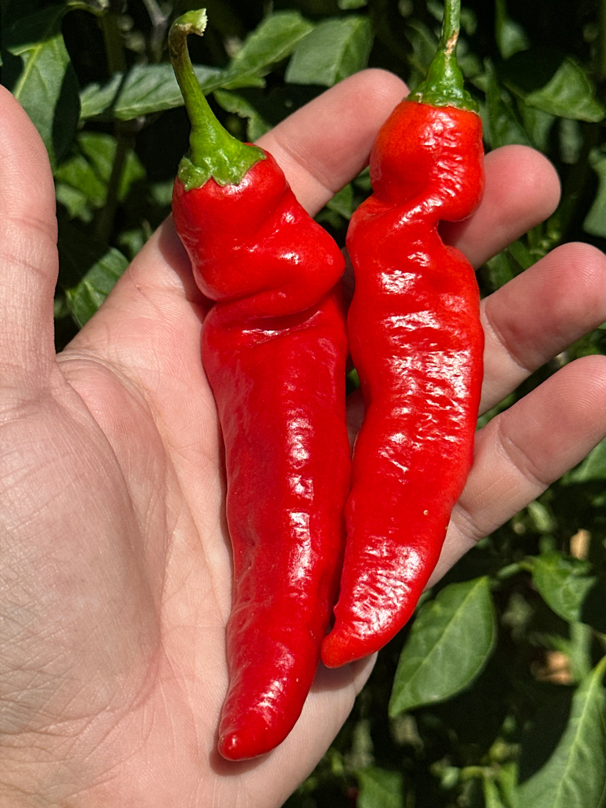 Mike's Mystery Red Pepper Seeds - Hot & Spicy (20+ Seeds)