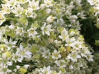 Garlic Chive Seeds: Open Pollinated, Attracts Bees (100+ Seeds)