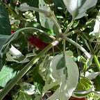 Purple Cacho White Leaf Pepper Seeds -   20+ Pepper Seeds