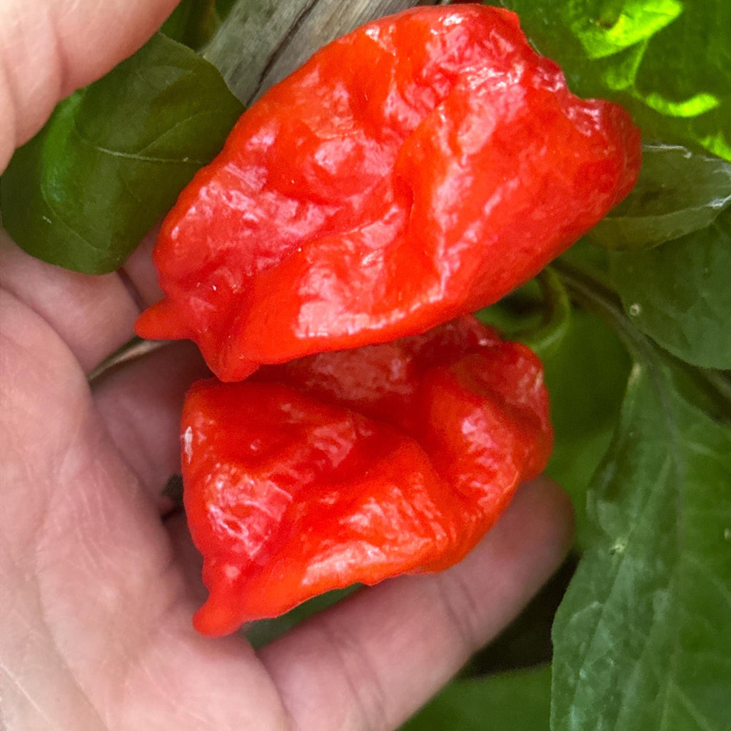 Fools Scorpion Cross Pepper Seeds -  20+ Pepper Seeds
