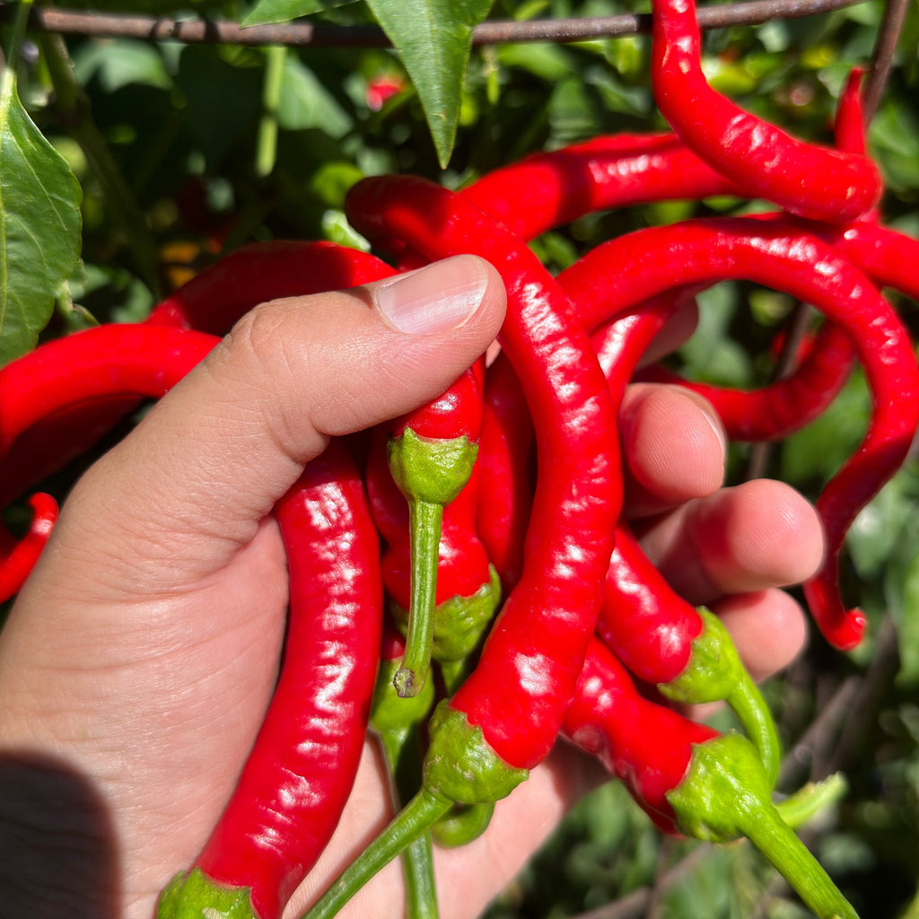 Corbaci Pepper Seeds – Turkish Sword, Sweet & Crunchy (20+ Seeds)