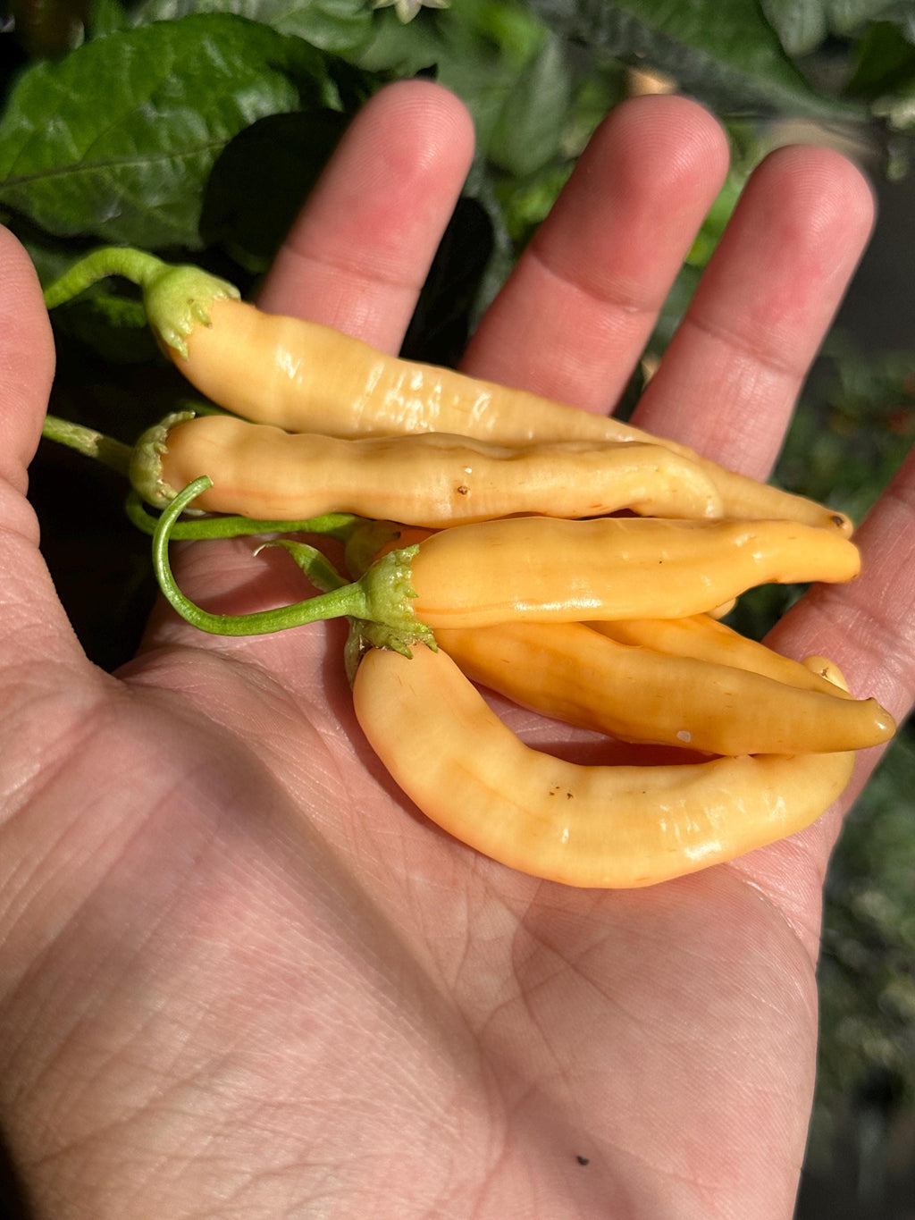 Long Peach Baccatum Pepper Seeds - 20+ Open Pollinated Seeds