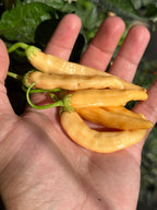 Long Peach Baccatum Pepper Seeds - 20+ Open Pollinated Seeds