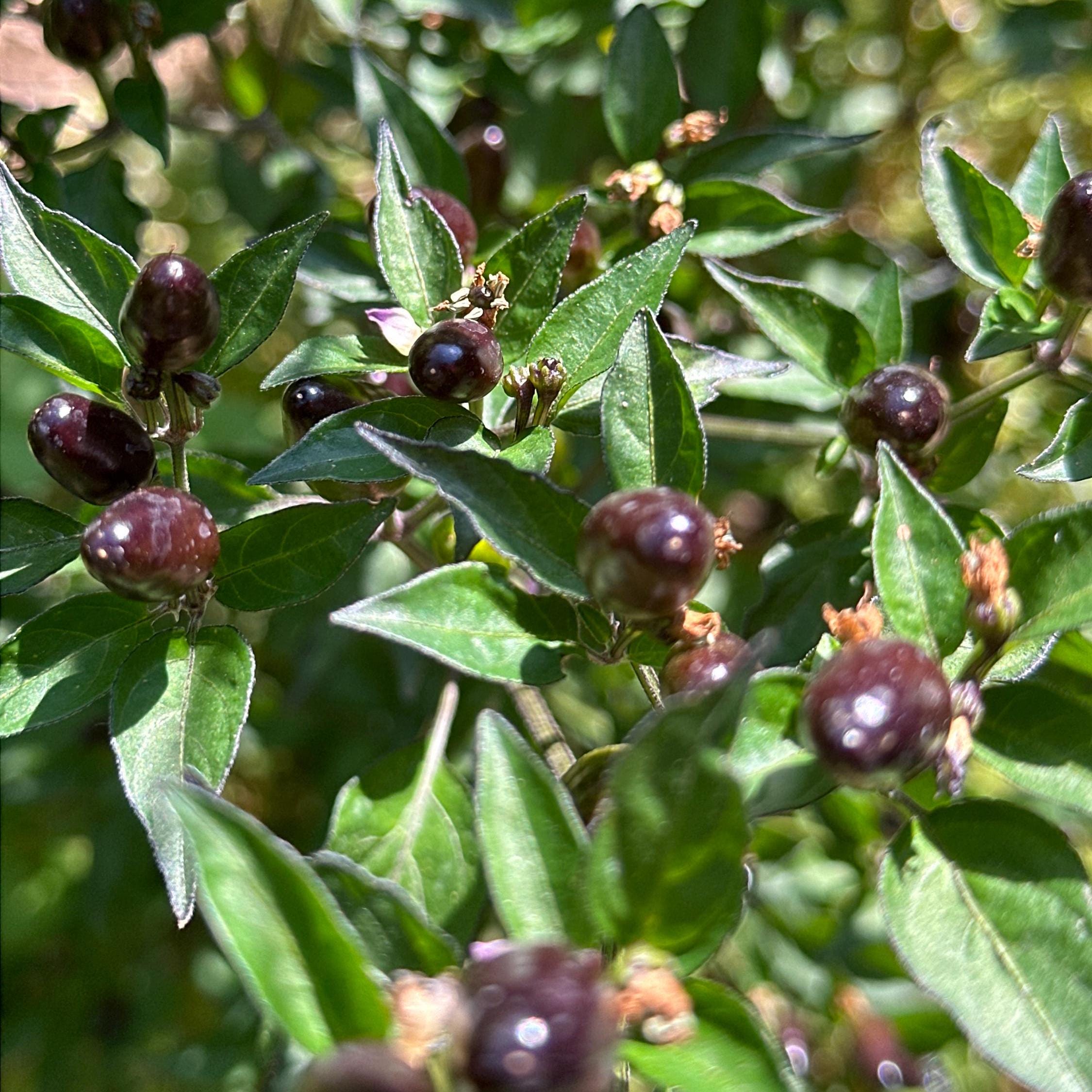 Purple Texas Rice Cross F2 Pepper Seeds – Hot Sauce Variety (20+ Seeds)