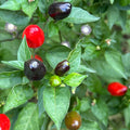 Purple Wild Brazil Cross F2 Seeds - Hot Pepper (20+ Seeds)
