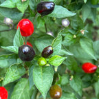 Purple Wild Brazil Cross F2 Seeds - Hot Pepper (20+ Seeds)