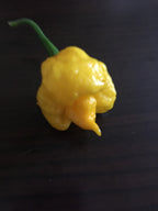 Yellow Moruga  Cross Pepper Seeds  -  20+ Hot Pepper Seeds