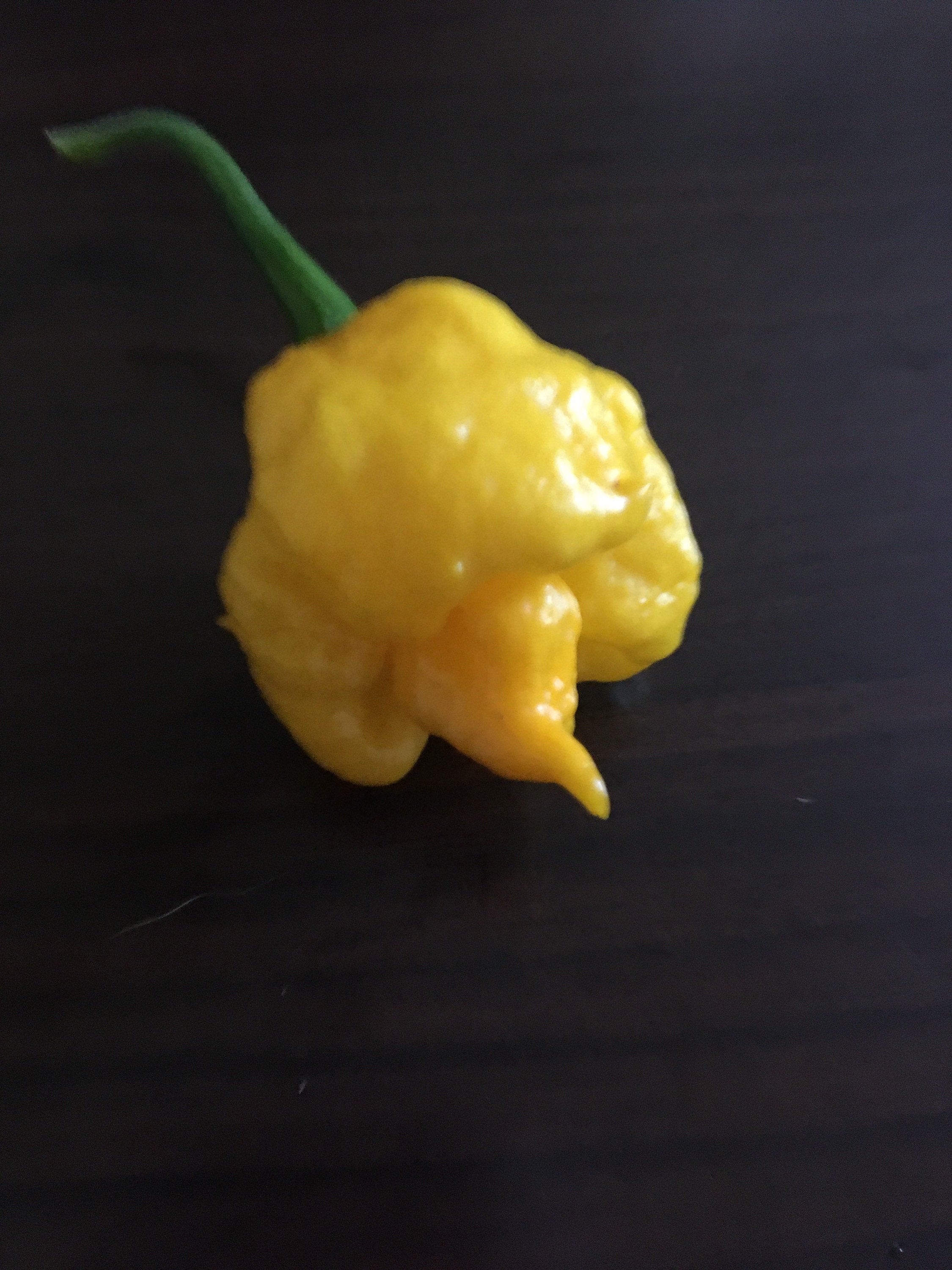 Yellow Moruga  Cross Pepper Seeds  -  20+ Hot Pepper Seeds