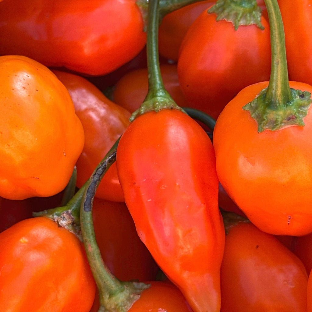 Jamy Pepper Seeds – Capsicum Baccatum (20+ Seeds)