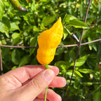Yellow Ghostly Jalapeno Cross Pepper Seeds -  20+ Pepper Seeds
