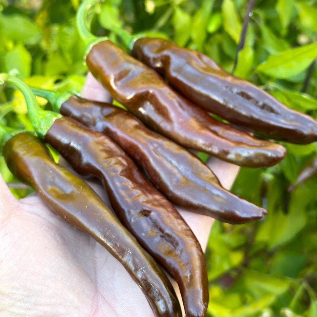 Mike's Mystery Chocolate Pepper Seeds - Hot & Spicy (20+ Seeds)