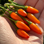 Tree Habanero Pepper Seeds - 20+ Hot, Open Pollinated Seeds