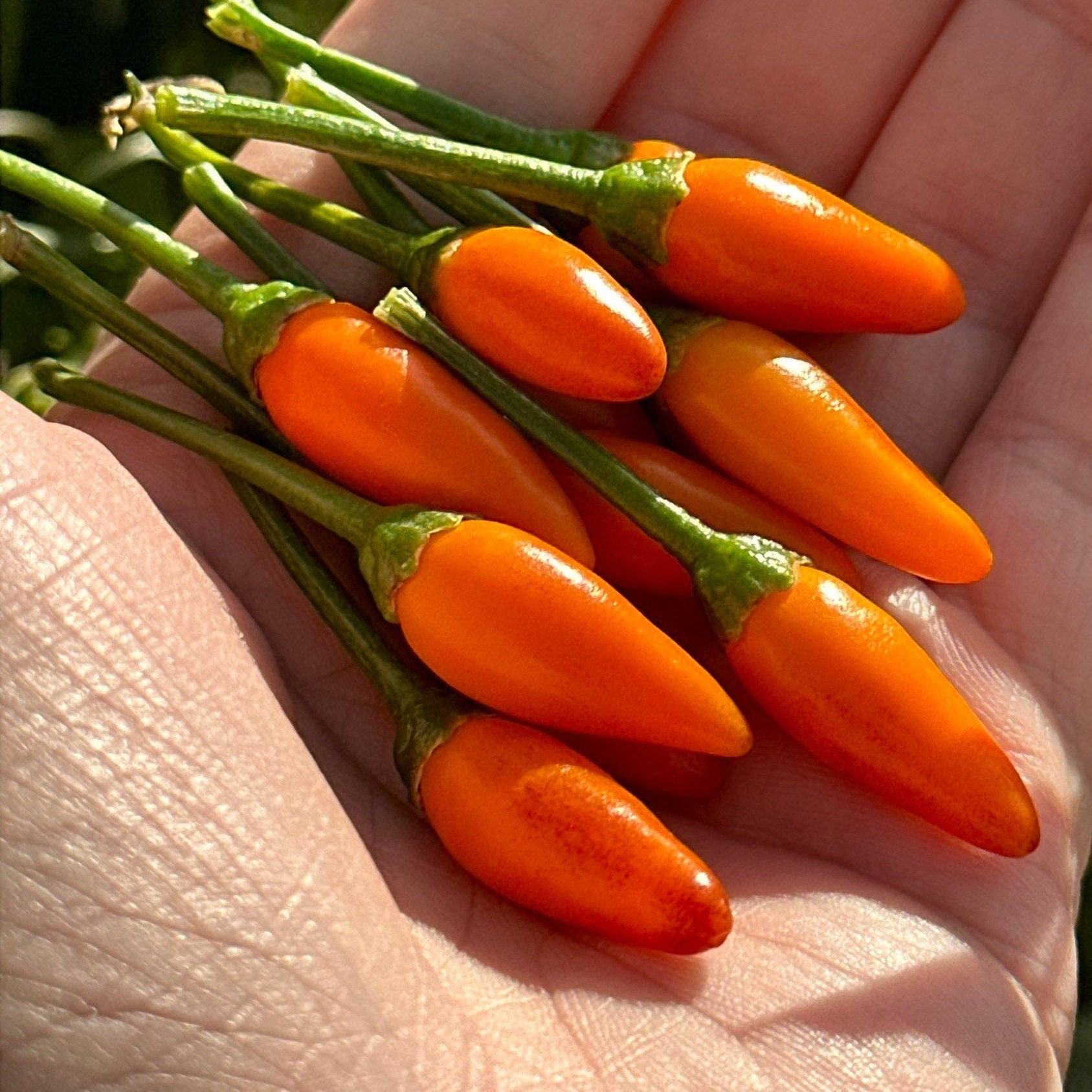 Tree Habanero Pepper Seeds - 20+ Hot, Open Pollinated Seeds