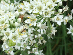 Garlic Chive Seeds: Open Pollinated, Attracts Bees (100+ Seeds)