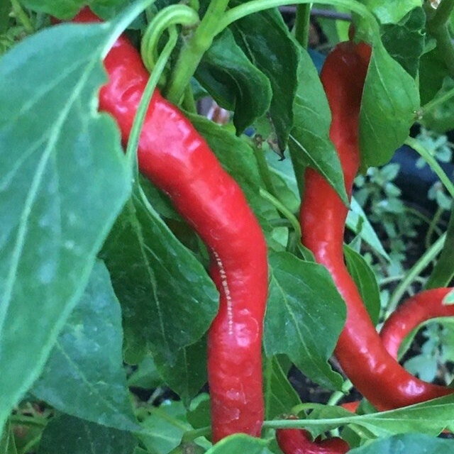 Corbaci Pepper Seeds – Turkish Sword, Sweet & Crunchy (20+ Seeds)