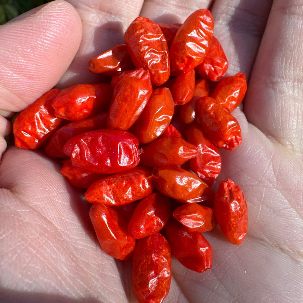 Pequin  Pepper Seeds -  Bird Pepper - 20+ Hot Pepper Seeds