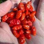 Pequin  Pepper Seeds -  Bird Pepper - 20+ Hot Pepper Seeds